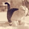 ĳ��� ��������