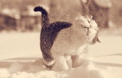 ĳ��� ��������